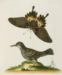 Der Mauerläufer von Surinam