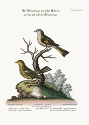 Der Gelbschwanz-Fliegenschnäpper und der gefleckte gelbe Fliegenschnäpper, 1749-73