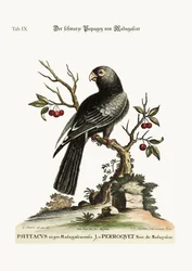 Der schwarze Papagei aus Madagaskar (1749-73)