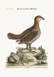 Der braune und gefleckte Heidehahn, 1749-73