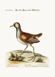 Das kleine amerikanische Wasserhuhn, 1749-73