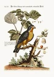 Der kleine schwarz-orangefarbene indische Habicht, 1749-73