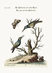 Der weißbauchige Kolibri. Der grüne und blaue Kolibri, 1749-73