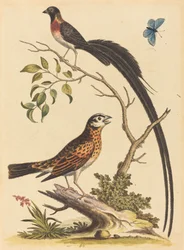 Zwei Vögel, einer mit sehr langen Schwanzfedern, und blauer Schmetterling