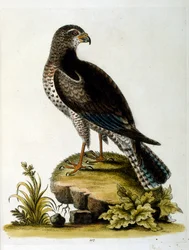 Aquarellillustration aus einem Buch seltener Vögel von G. Edwards 1750
