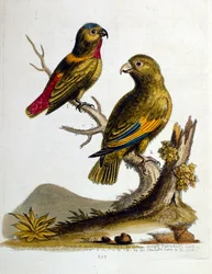 Aquarellillustration aus einem Buch seltener Vögel