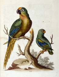 Aquarellillustration aus einem Buch seltener Vögel von G. Edwards 1750.