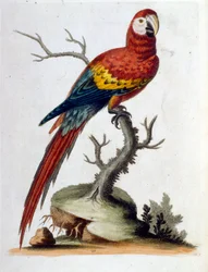Aquarellillustration aus einem Buch seltener Vögel von G. Edwards 1750