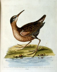 Aquarellillustration aus einem Buch seltener Vögel von G. Edwards 1750