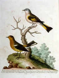 Aquarellillustration aus einem Buch seltener Vögel von G. Edwards 1750