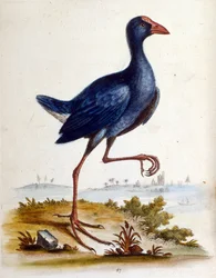 Aquarellillustration aus einem Buch seltener Vögel von G Edwards 1750