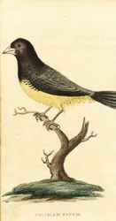 Gelbbauch-Samenfresser, Sporophila nigricollis