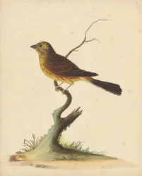 Goldammer