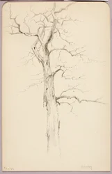 Hickory