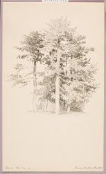 Kiefern, Öffentlicher Garten