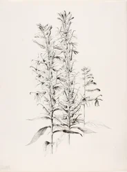 Ohne Titel (Kardinalblume, Lobelia Cardinalis)