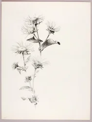 Ohne Titel (Gänseblümchen)