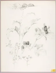 Ohne Titel (Gänseblümchen und Brombeeren)