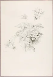 Ohne Titel (Tautropfen und Brombeere)