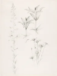Ohne Titel (Lilie, Gänseblümchen, Hibiskus)