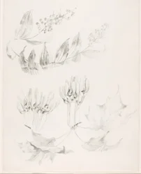 Ohne Titel (Zuckerahorn und Falsches Salomonssiegel)