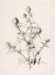 Ohne Titel (Distel)
