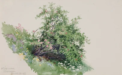Wildrose, Wassen
