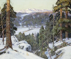 Kiefern im Winter
