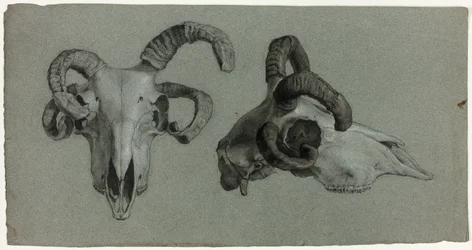Widder-Schädel