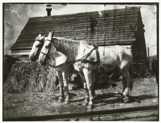 Pferde an der Cruquiusweg
