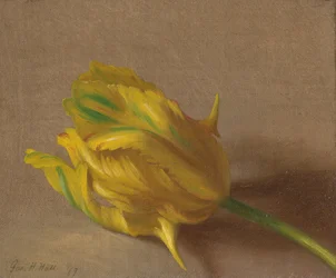 Tulpe