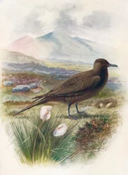 Arktische oder Richardsons Skua - Stercorarius crepidalus, ca. 1910, 1910