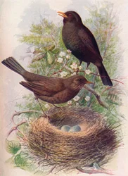 Amsel - Turdus merula, ca. 1910, 1910