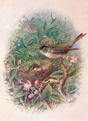 Mönchsgrasmücke - Sylvia atricapilla