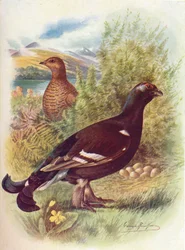 Birkhuhn oder Auerhuhn - Tetrao tetrix, um 1910, 1910