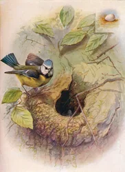 Blaumeise - Parus caeruleus, ca. 1910