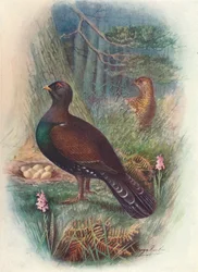 Auerhahn, ca. 1910, 1910
