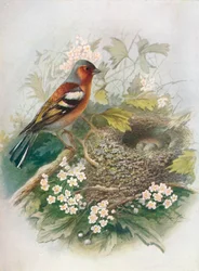 Buchfink - Fringilla coelebs, um 1910, 1910