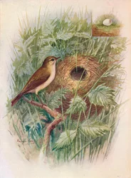 Zilpzalp - Phylloscopus rufus, um 1910