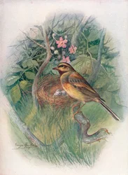 Zaunammer - Emberiza cirlus, um 1910
