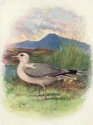 Sturmmöwe - Larus canus, um 1910