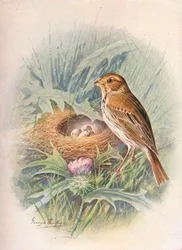 Grauammer - Emberiza miliaria
