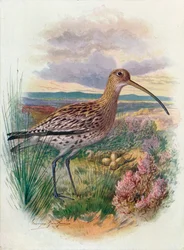 Großer Brachvogel - Numenius arquata, um 1910