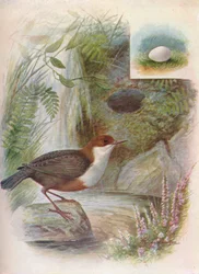 Wasseramsel - Cinclus aquaticus, ca. 1910