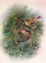 Wintergoldhähnchen - Regulus cristatus, ca. 1910