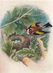Stieglitz - Carduelis elegans, um 1910
