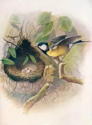 Kohlmeise - Parus major, ca. 1910