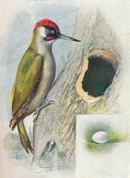 Grünspecht - Gecinus viridis