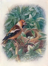 Kernbeißer - Coccothraustes vulgaris, um 1910