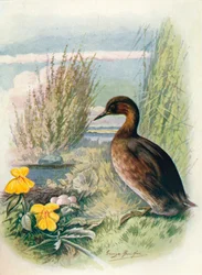 Zwergtaucher - Podicipes fluviatilis, ca. 1910